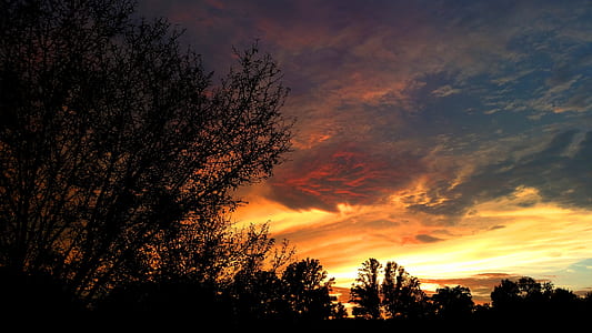 silhouette photography of tree under horizon thumbnail