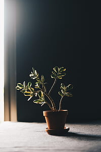 green leafed plant on brown clay pot thumbnail