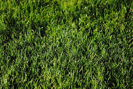 grass field thumbnail