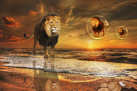 lion on shore digital wallpaper thumbnail