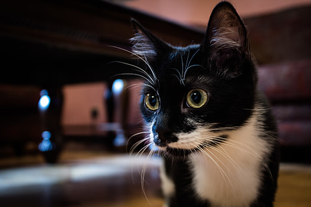 selective focus photography of tuxedo cat thumbnail
