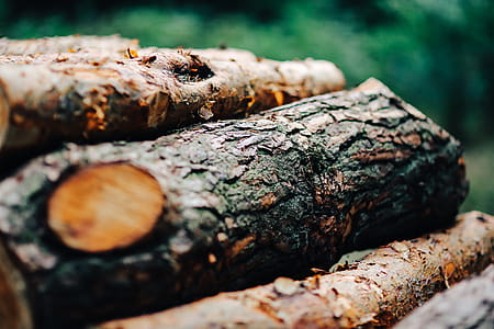Wood trunks Wall thumbnail