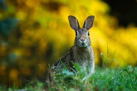 brown and black rabbit thumbnail