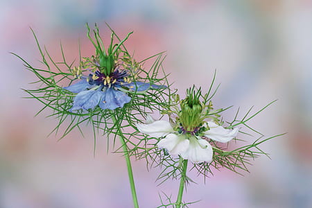 blooming blue and white flowers thumbnail