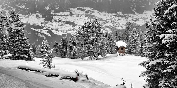 pine trees coated with snow during winter season thumbnail
