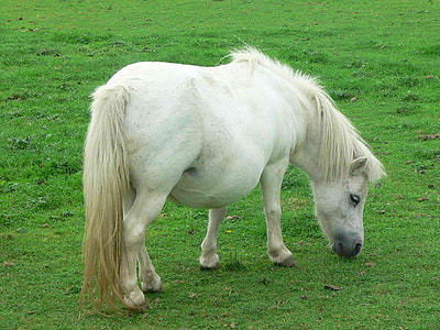 white horse on green grass field thumbnail