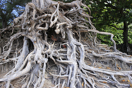 closeup photo of gray tree roots thumbnail
