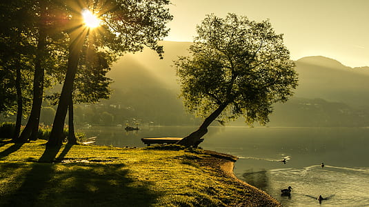 gray tree beside the lake thumbnail