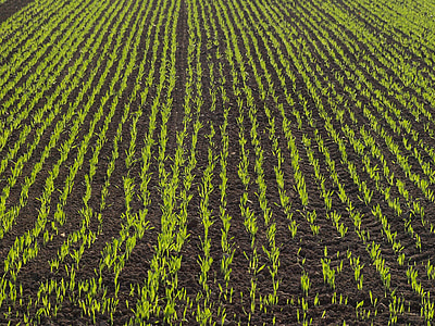 plant sprouts on field thumbnail