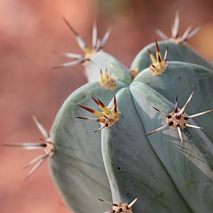 shallow focus photography of green cactus thumbnail