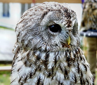 close up photography of gray and white barn owl thumbnail