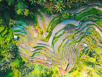 aerial photography of rice terraces thumbnail