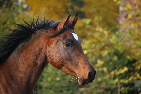 selective focus photography of brown horse thumbnail