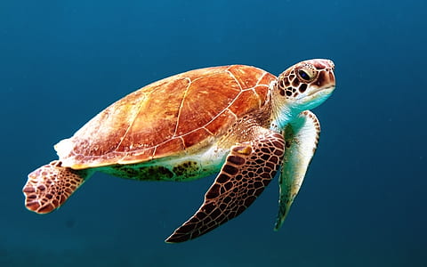 closeup photo of brown and black turtle thumbnail