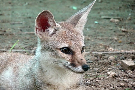 closeup photo of gray fox thumbnail