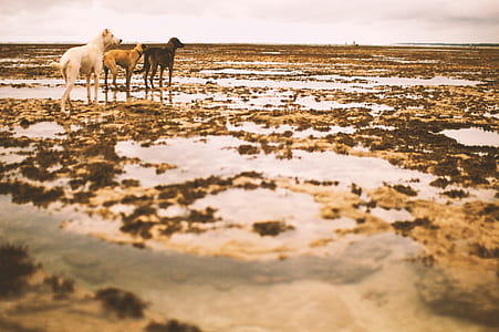 white, brown, and black dogs under cloudy sky during daytime thumbnail