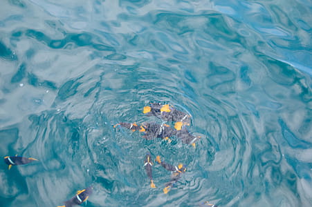 Shoal of Black Fishes on Water thumbnail