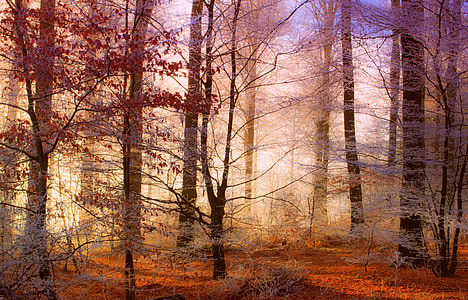 photo of a forest thumbnail