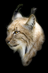closeup photo of tan lynx thumbnail