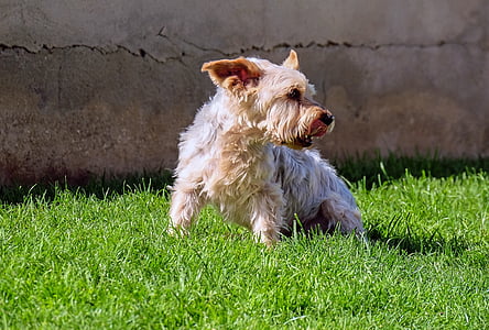 fawn and blue Yorkshire terrier puppy sitting on grass field thumbnail