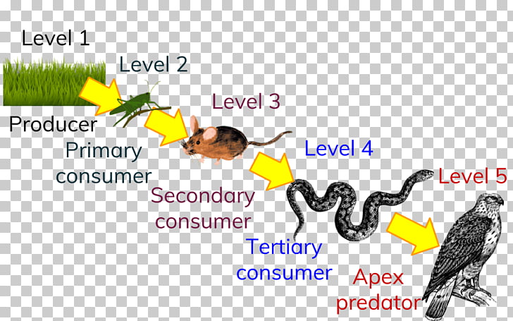 Trophic Level Food Chain Ecological Pyramid Ecology Consumer Food