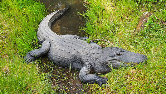 crocodile on body of water thumbnail