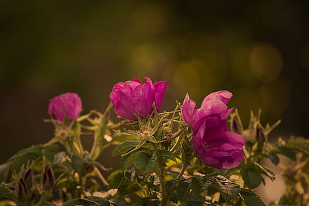 close up photography of pink petaled flowers thumbnail