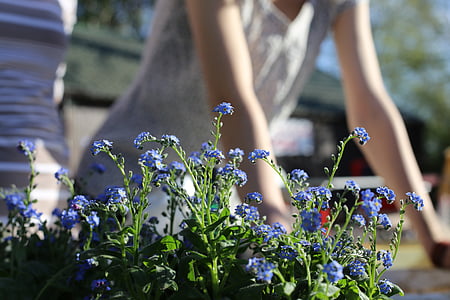 blue flower arrangement closeup photography at daytime thumbnail