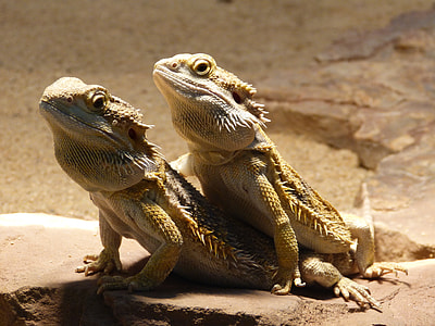 Reptile, Bearded Dragon thumbnail