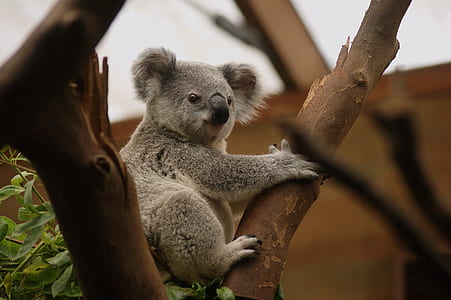 koala bear thumbnail