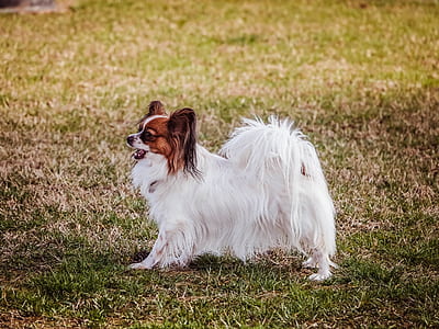 long coated dog on grass thumbnail
