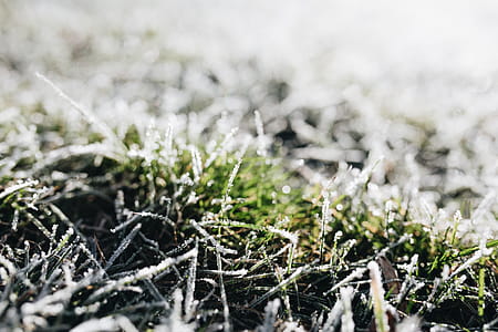 Frost covered grass in the morning thumbnail