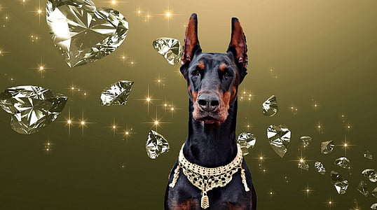 black and tan Doberman pinscher thumbnail