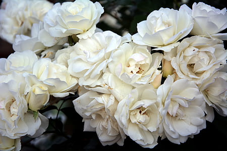 white peony flowers thumbnail