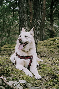 short-coated white dog at forest thumbnail
