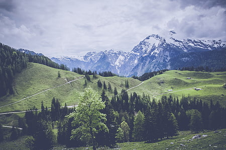 landscape photography of pine trees and mountain thumbnail