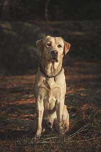 yellow Labrador retriever sitting on grass thumbnail