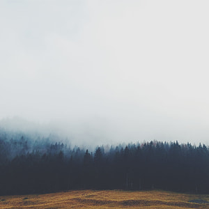 silhouette of pine trees thumbnail