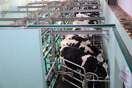 herd of cows in milking area thumbnail