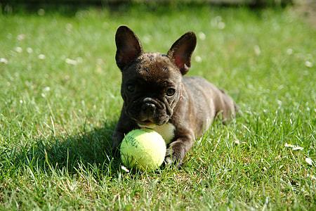 brindle French bulldog thumbnail