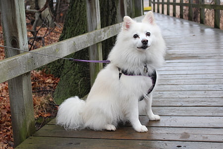 adult white American Eskimo dog in harness and leash tie on dock railings thumbnail