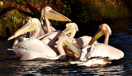white Pelicans on water during daytime thumbnail
