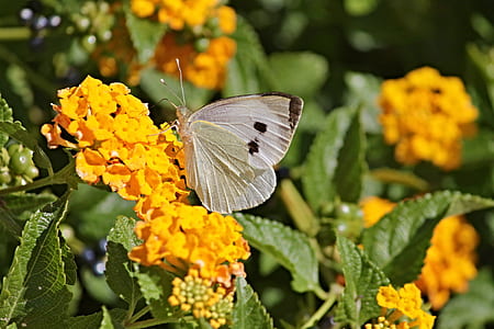 cabbage butterfly on orange petaled flowers during daytime thumbnail