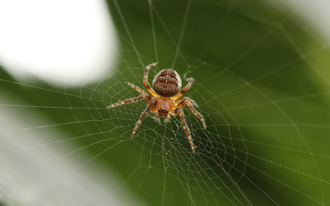brown barn spider on web thumbnail
