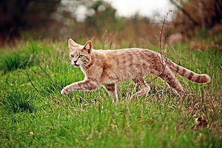 cat on grasses thumbnail