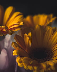 shallow focus photo of yellow daisy thumbnail