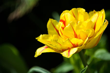 selective focus photography of yellow and red tulip flower thumbnail