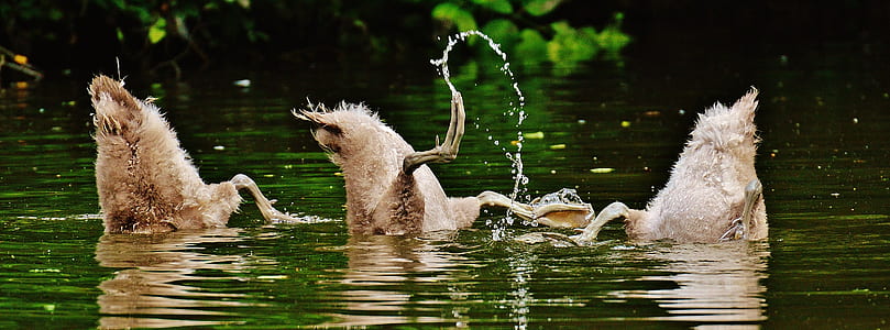 three gray ducks on body of water during daytime thumbnail