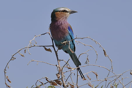 bird perching on twigs thumbnail