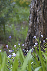 blue flowers under brown tree close-up photography thumbnail